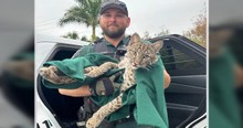 Folks Have an Unexpected Reaction After Police Officer Stops to Help an Injured Bobcat