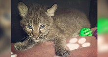 Woman Rescues Kitten From Side Of The Road Only To Realize She's Brought Home A Bobcat