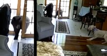 Brave Dog Scares Off Bear Who'd Snuck Into The House When No One Was Looking
