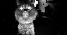Cat Uncovers Owner's Pet Camera And His Creepy Adorable Reaction Gets Him Labeled 'Psychopath'