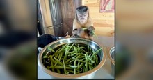 She Filmed A Monkey Snapping Green Beans And The Facial Expressions Are Hilarious