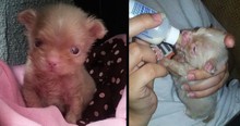 Orphaned at 3 Days Old, She Cared Round the Clock for Newborn Pup And Just Look at Him Now
