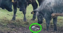 Herd Of Cows Stumble Upon A Stranded Seal In Their Field