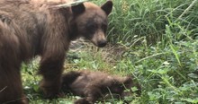 Heartbroken Mama Stands Over Dead Bear Cub In Dire Plea Shared By Park Ranger As Caution
