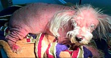 Dog Barely Looked Like A Dog Until Special Angels Give Him A Second Chance