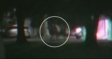 Dog Brutally Stabbed 3 Times While Protecting Pregnant Woman From Attacker