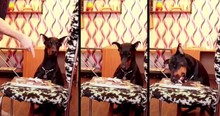 Dog Couldn't Resist Treat But This Sneaky Doberman Knows Just How To Cover Her Tracks