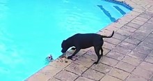 Tiny Dog Falls Into Pool And Cameras Caught The Moment A Furry Angel Came To His Rescue