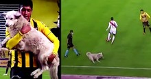 Dog Interrupts A Soccer Game And Has A Happy Ending Waiting After He's Carried Off The Field