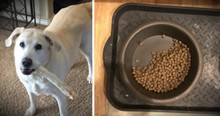 Grieving Dog Leaves Half-Eaten Kibble For Deceased Fur-Brother