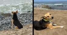 Woman Sees Dog Looking Sad As He Stares Out to Sea & Then Uncovers His Heartbreaking Story