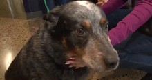 Loyal Dog Touched Hearts All Over After He Stayed With Dead Owner In The Snow