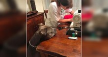 Grandma Sews Dog's Favorite Pillow As Pit Bull Nervously Watches The 'Operation'