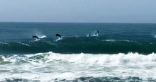 Cameras Caught Playful Dolphins Jumping Out Of The Water And They Put On Quite A Show