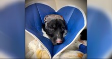Vet Finds A Special Friend To Cheer Up Dog Who Lost His Ears In A Fire
