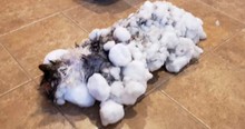 Cat Found Frozen And Buried In Snow Makes Miraculous Recovery