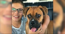 Boxer Sees Deadly Threat 10-Year-Old Boy Doesn't, Then Takes Bite In His Place