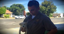 A UPS Driver Comes To The Rescue Of A Puppy Being Tossed Out Of A Car