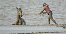 Good Samaritans Race Against Time In Dramatic Horse Rescue