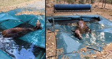 Man Rescues Shivering Horse Trapped In California Pool After Deadly Camp Fire