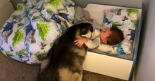 Toddler Is Zonked Out But Adorable Husky Wakes The Sleeping Baby In The Sweetest Way