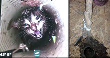 Urgent Rescue For Kitten Who Spent 5 Days 43 Feet Down In A Well Pipe