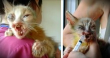 Deformed Kitty Left For Dead Gets A Second Chance Thanks To 7-Year-Old