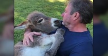 Man Sings To 10-Day-Old Donkey And Cradling Her To Sleep And I'm All About It
