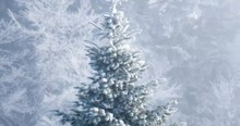 Here's A Look At The History And True Meaning Of The Christmas Tree