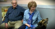 Dog Goes Missing For 4 Years, Then Miraculously Shows Back Up