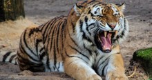 A Tiger Came After Her 15-Month-Old Son, But This Ferocious Mom Fought Back