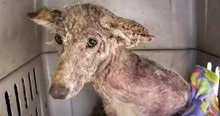 Woman Rescues Scared Creature with No Idea What It Is and Mystery Animal Stumps Vets, Too