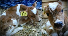 Unwanted Baby Cow Considered 'Trash' Is Mocked At Auction