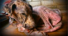 2 Men Throw a Sick Dog out of the Car But Special Angels Restore Her with the Power of Love