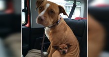 Inseparable Pit Bull And Chihuahua Landed In Shelter And Refused To Leave Each Other's Side