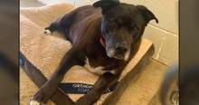 Pit Bull In Animal Shelter Who Waited More Than A Decade For A Home Finally Has One