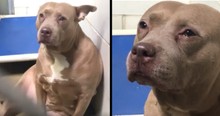 Viral Video Of Dog Crying After She's Dumped At Shelter Brings A Happy Ending