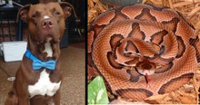Pit Bull Hears A Little Boy Scream And Then Takes Snake Bite In His Place