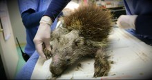 A Sick Porcupine Is Nearly Unrecognizable Before He's Rescued