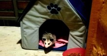 Woman Keeps Feeding Mystery Cat Until One Day She Realizes She's Got A Possum As A Pet