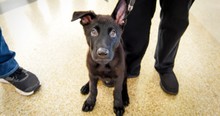 Pilot Looks Into Eyes Of Sweet Puppy Left Behind At Airport & Grants A Happy Ending