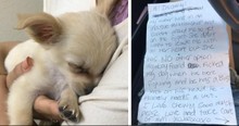 Abandoned Dog Found In Bathroom With A Letter Explaining Everything