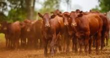 Could The Red Heifers In Israel Be A Signal Of The End Times?