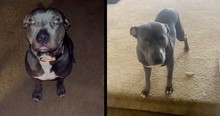 She Thought Her New Pup Was Ignoring Her But Turns Out The Rescue Dog Speaks Spanish
