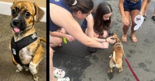 Rescued Beagle Puppy Saved from 122 Degree Car Given a New Purpose by the Fire Department