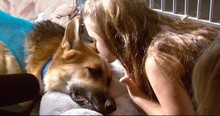 Rescue Dog Takes Bite After Bite From Deadly Snake To Save Little Girl