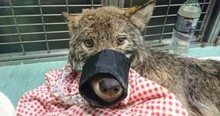 Construction Workers Rescue A 'Dog' That Isn't Actually A Dog At All, He's A Wolf