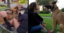 Woman on Bench Is Reunited with Her Long-lost Pet Showing True Love Just Makes 'Scents'