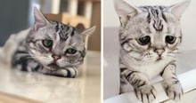Luhu May Appear To Be The Saddest Cat In The World But Looks Can Be Deceiving