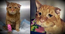 The 'Saddest Cat On The Internet' Gets A Happy Ending